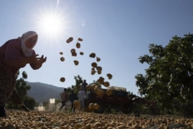 690x390cc-aydn-09-02-2025-jesler-inciri-tehdit-ediyor3