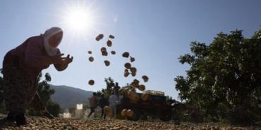 690x390cc-aydn-09-02-2025-jesler-inciri-tehdit-ediyor3