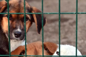 Ekran görüntüsü 2025-02-11 131100