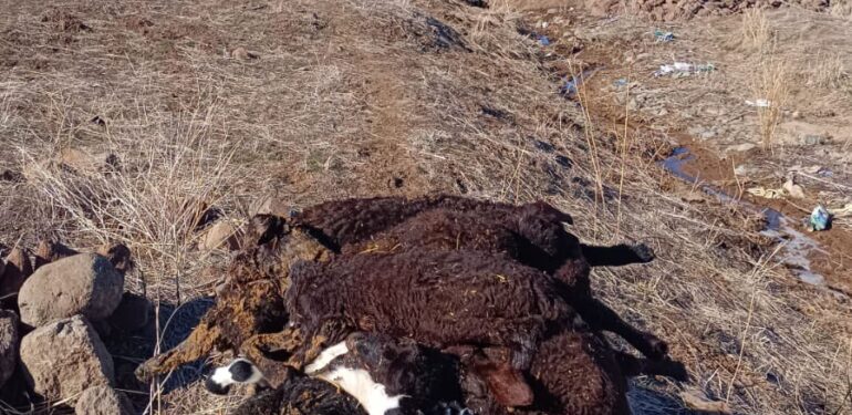Karakoçan’da toplu hayvan ölümleri