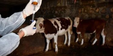 dersim-ve-elazigda-sap-hastaligi-onlarca-hayvan-oldu-eba7