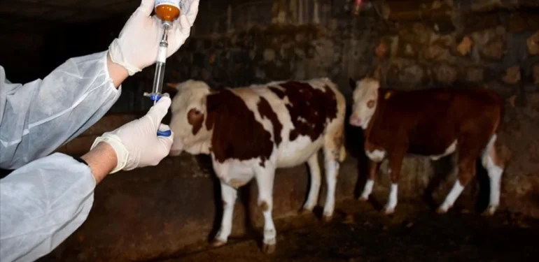 Dersim ve Elazığ’da şap hastalığı: Onlarca hayvan öldü