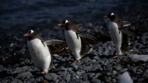 penguen-u4zh_cover.jpg