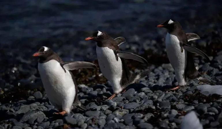 Penguenlerde ‘boşanma’ oranı insanlardan yüksekmiş