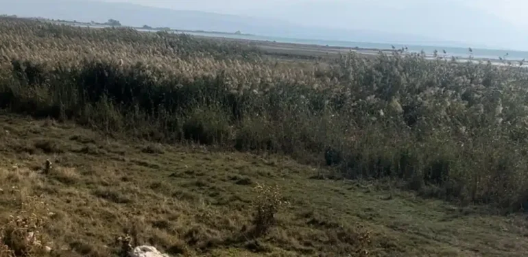 Kuraklık ve yanlış uygulamalar sazlık alanları yok ediyor