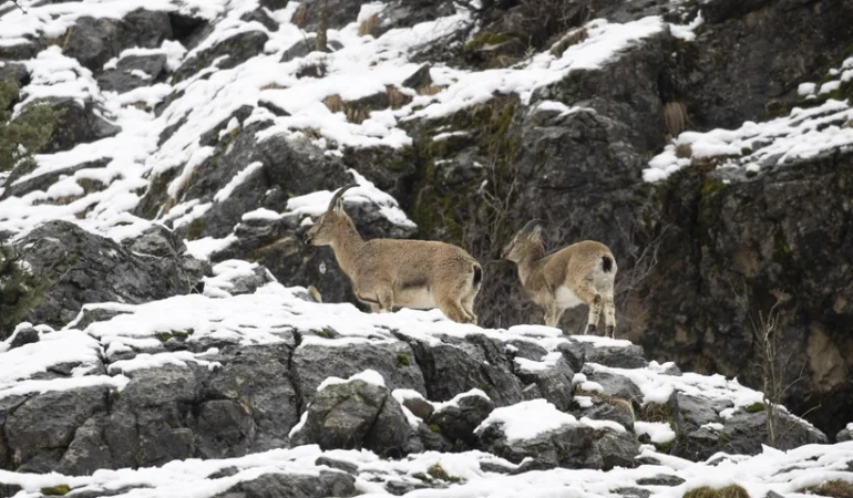 Dersim’de dağ keçileri karlı dağlarda yiyecek arayışında