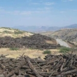 1658466829agac-kesimi