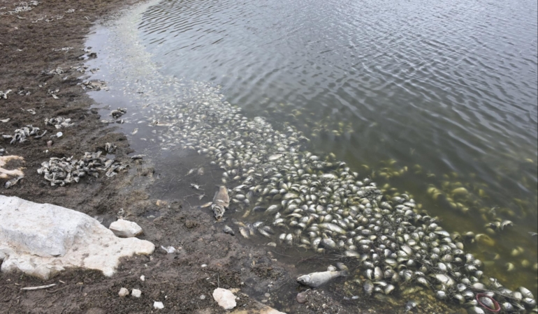 Baraj göletinde toplu balık ölümleri