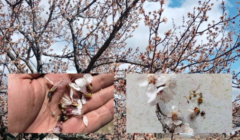 Aşırı don, Malatya kaysısını vurdu