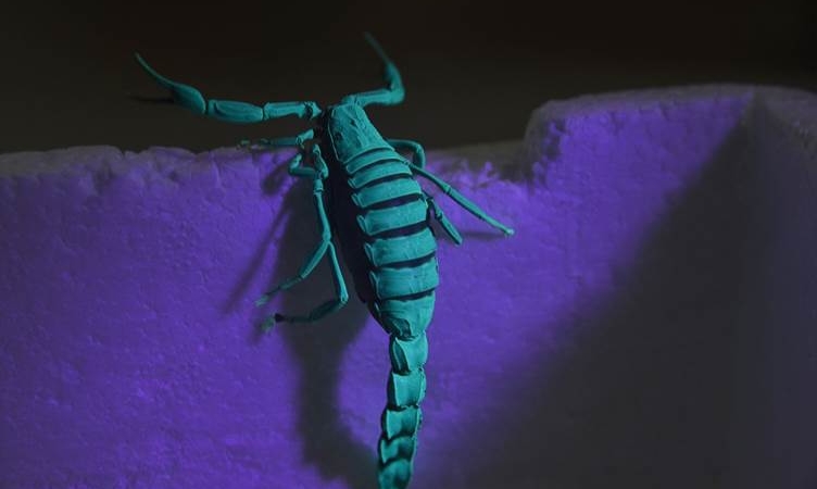 Yeni keşfedilen akrebe ‘Karakurdi’ ismi verildi