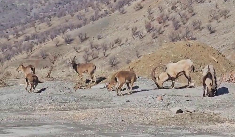 Adıyaman’da dağ keçileri sürü halinde yola indi