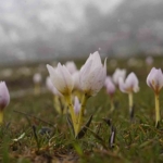 mus-ovasinda-kardelen-soleni-baharin-mujdecisi-cicekler-acti-20250320AW41-3539