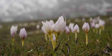 mus-ovasinda-kardelen-soleni-baharin-mujdecisi-cicekler-acti-20250320AW41-3539