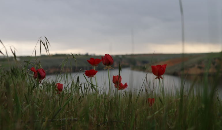Norçîn bi rengên biharê xemilî