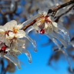 690x390cc-haber-logo-izm-15-04-2025-zirai-don-tum-urunleri-vurdu