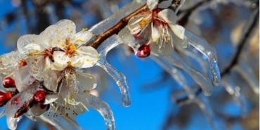 690x390cc-haber-logo-izm-15-04-2025-zirai-don-tum-urunleri-vurdu