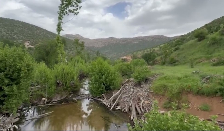 Bîrên petrolê kaniyên gundê dîrokî ziwa kir